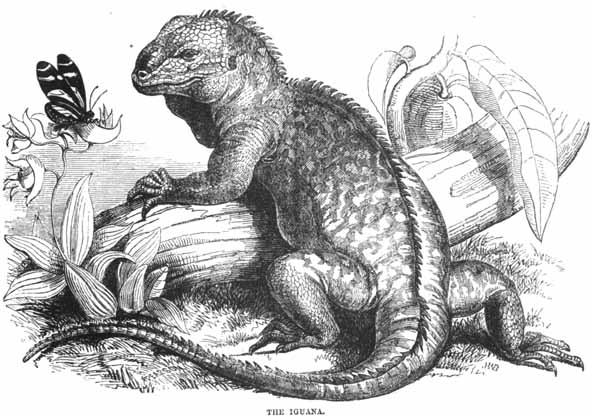 File:Iguana - historic drawing.jpg