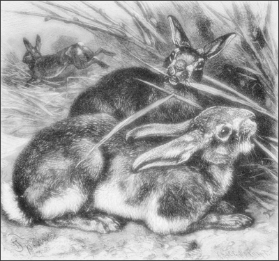 File:Rabbits.png