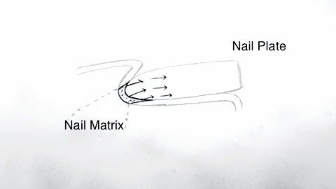 File:Nail Plate Development - Pinkus .jpg
