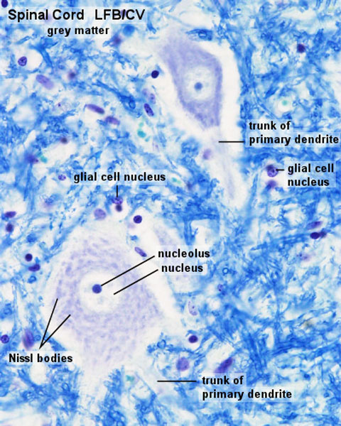File:Spinal cord histology 03.jpg