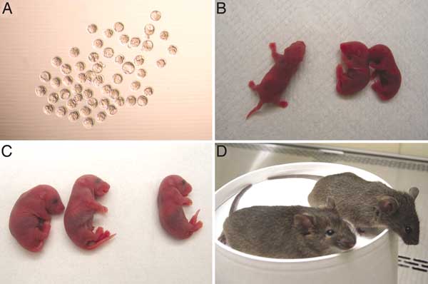 Развитие мышей. Клонирование мыши из клетки эмбриона (1987). Клонирование мышей.