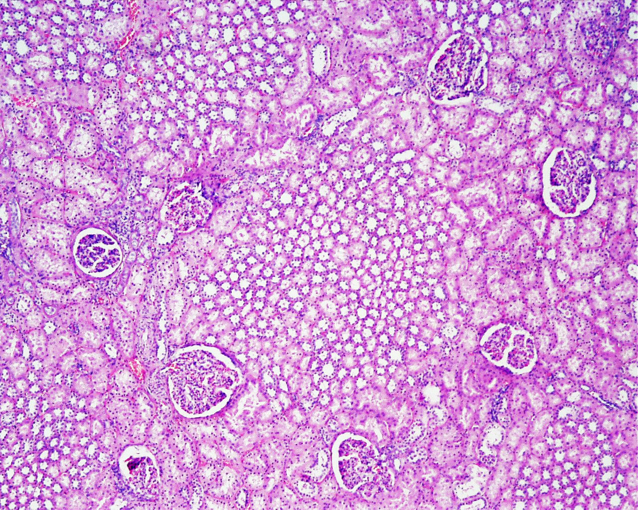 Kidney Histology Labelled At Victor Gordon Blog Kidney Histology Labelled At Victor Gordon Blog