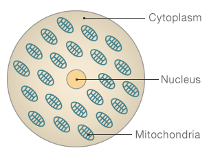 File:77260486 cell structure 304.gif