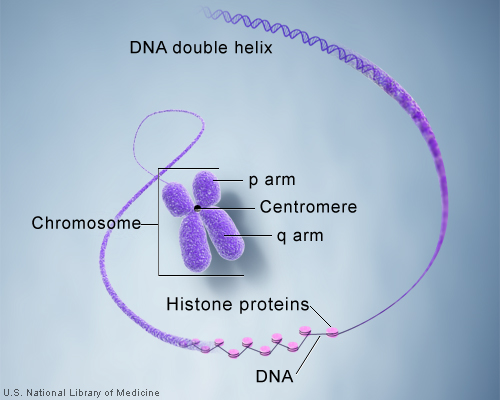 File:Chromosome- structure.jpg