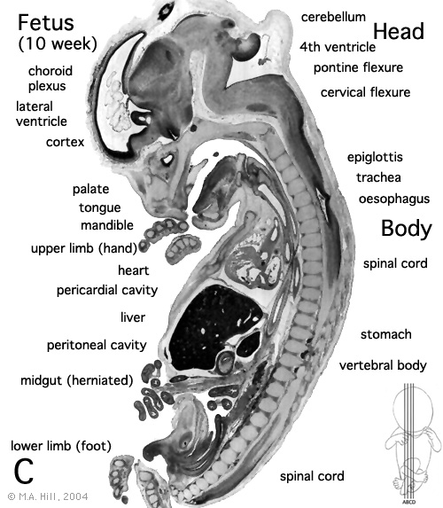 File:Human- fetal week 10 sagittal plane C.jpg