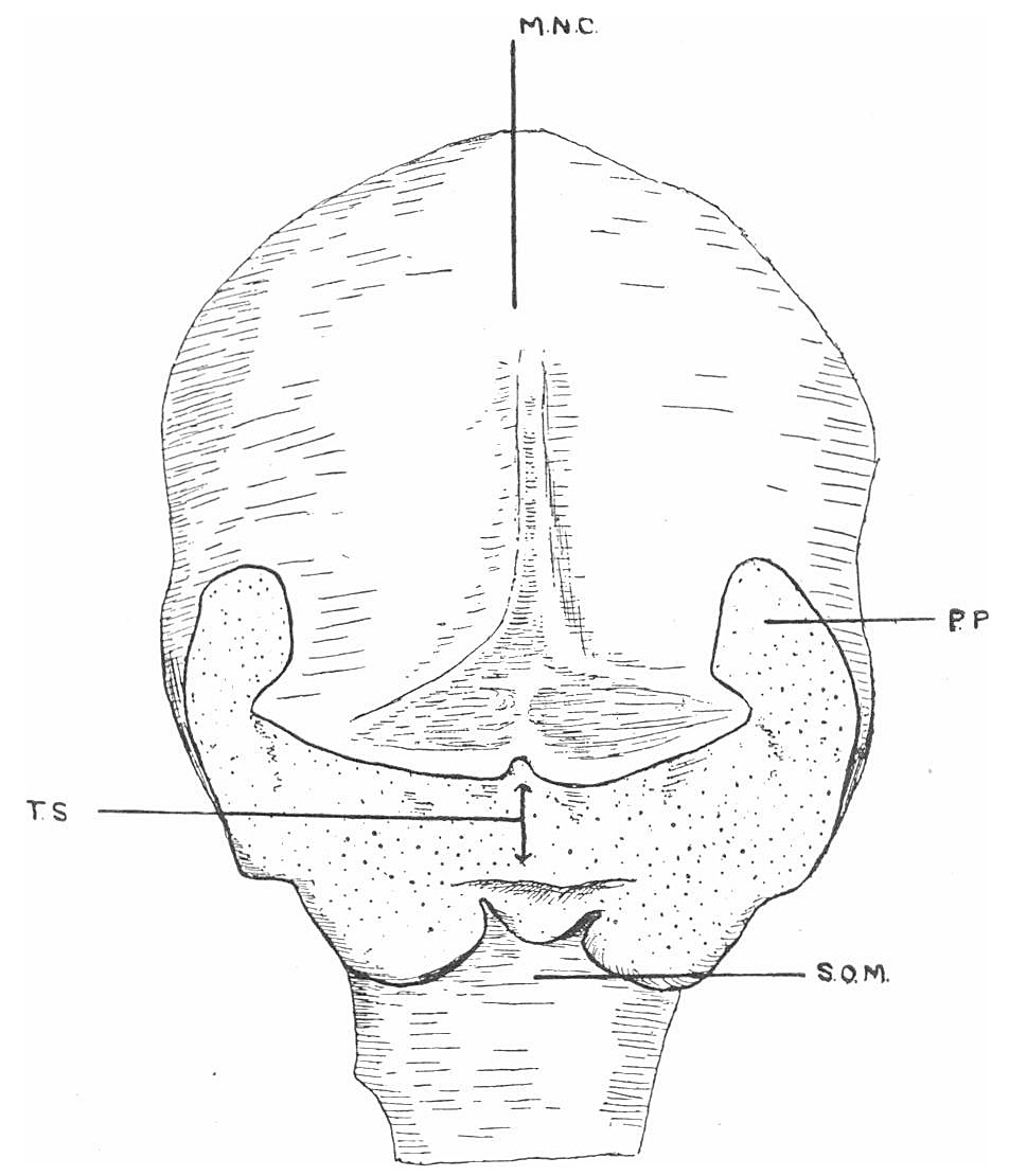 alt = Fig. 1. Part of the reconstructed head of the Bryce 30-mm. embryo as seen from the front and left side.
