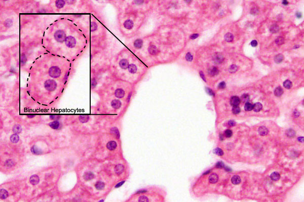 ANAT2241 Liver, Gallbladder, and Pancreas - Embryology