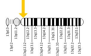 Mutation on GJB2 gene.jpg