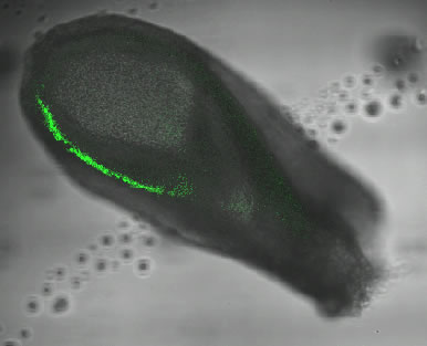File:Brachyury expression in 7.5dpc CD1 mouse embryos.jpg