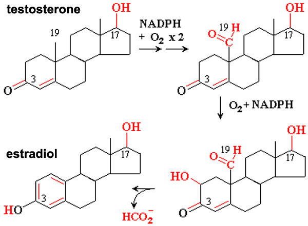 File:Estradiol synthesis.jpg