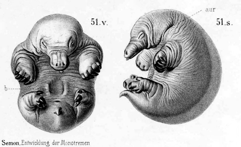 File:Echidna historic embryology 51.jpg