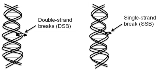 File:DNA-biological target of radiation.jpg