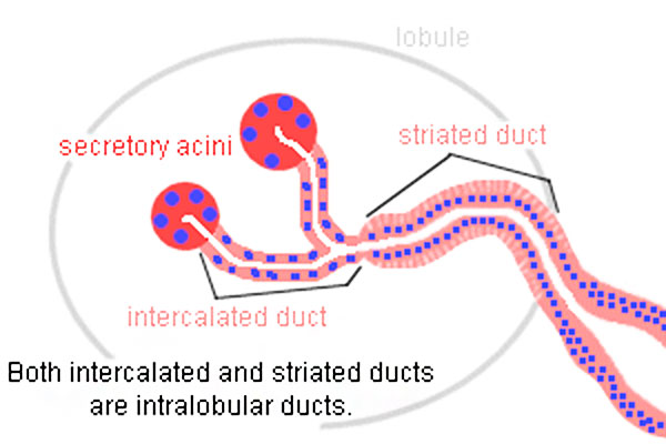 File:Gland duct histology cartoon.jpg