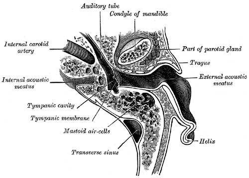 Hearing - Outer Ear Development - Embryology