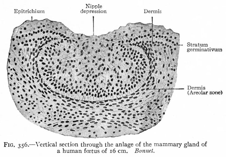 Fetal mammary gland (16 cm CRL)