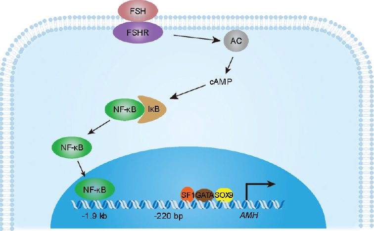 File:FSH regulation of AMH transcriptional activation.jpg