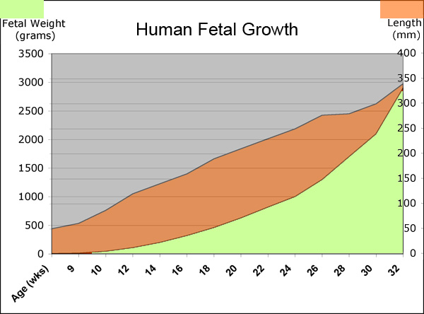 Fetal length and weight change.jpg