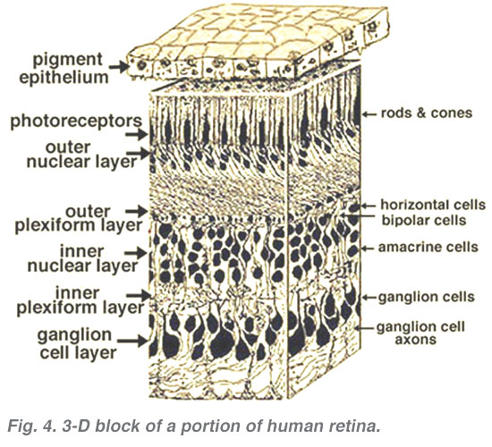 File:Retina-layers-diagram2.jpg