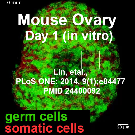 File:Mouse newborn ovary day 1.jpg
