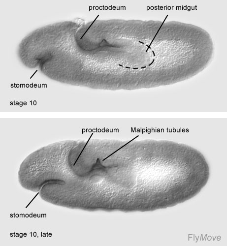File:Stage 10 drosophila.jpg