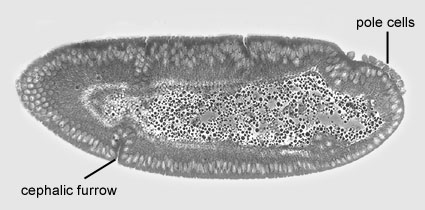 File:Stage 6 drosophila.jpg