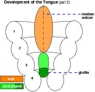 File:Tongue 02.jpg