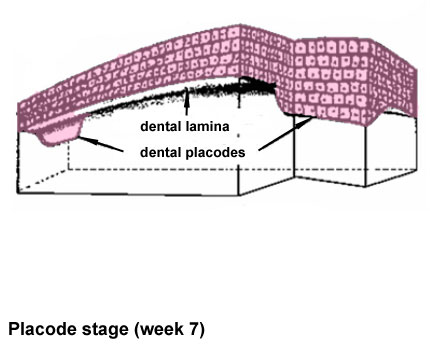 File:Tooth placode stage.jpg