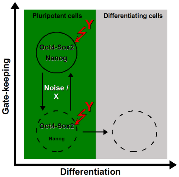 Stem cell nanog model