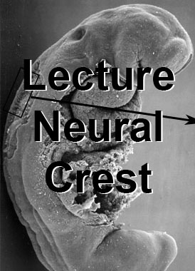 File:2016LectureNeuralCrest-icon.jpg