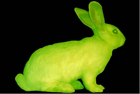 File:Transgenic rabbit.jpg