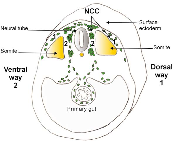 File:Trunk Neural Crest and its migration pathways.png