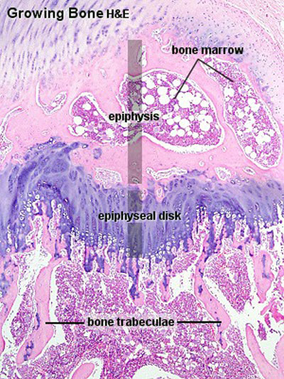 Bone Histology - Embryology