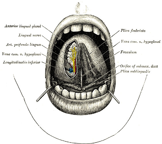 Inferior side of tongue