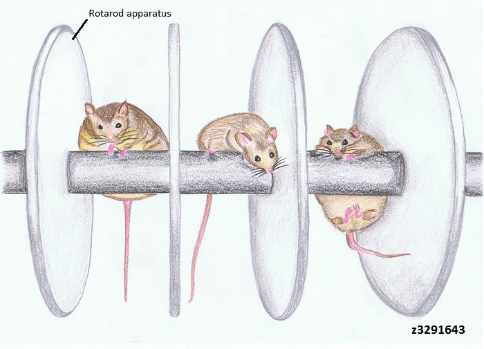 File:Normal and Angelman Syndrome mice models.jpg