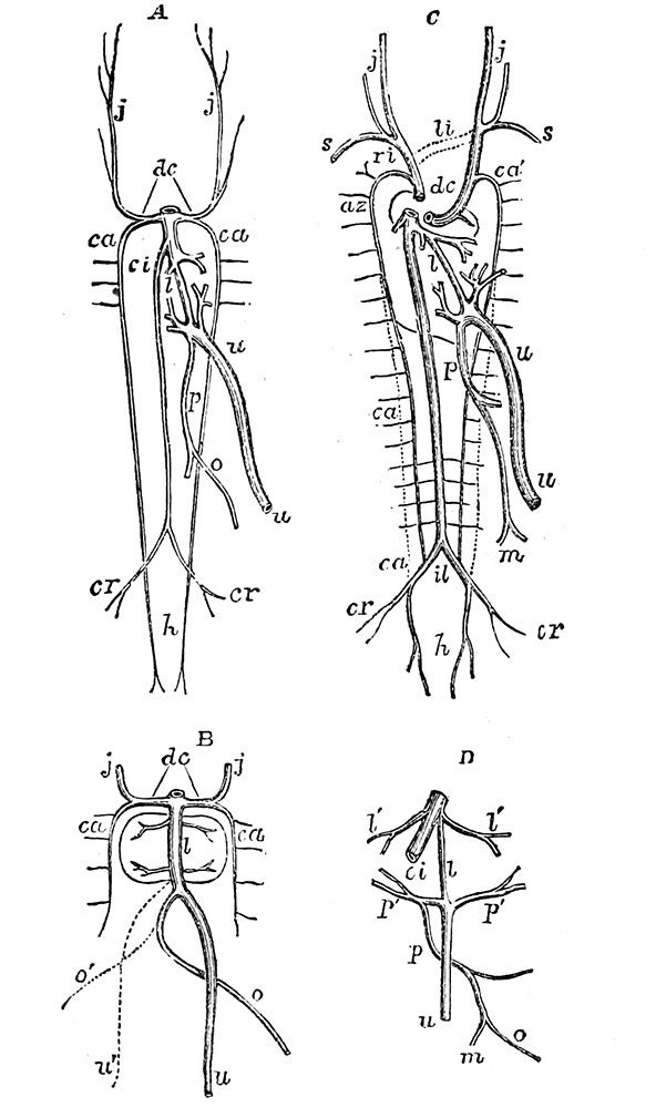 Figure 594. Development of the Great Veins