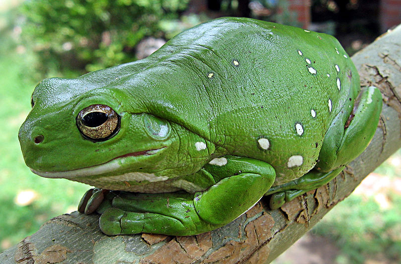 File:Frog species .jpg