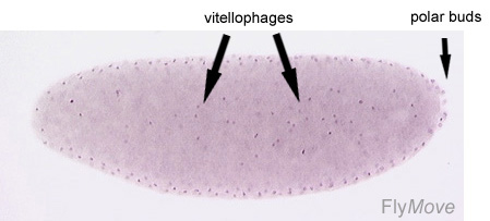 File:Stage 3 drosophila.jpg