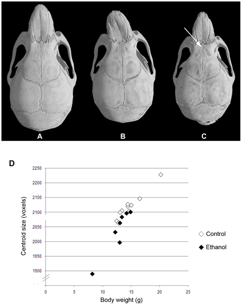 Mouse maternal ethanol skull effects.png