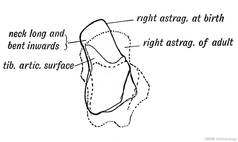 Fig. 248. The Foetal and Adult (in dotted outline) Forma of the Astralagus contrasted.