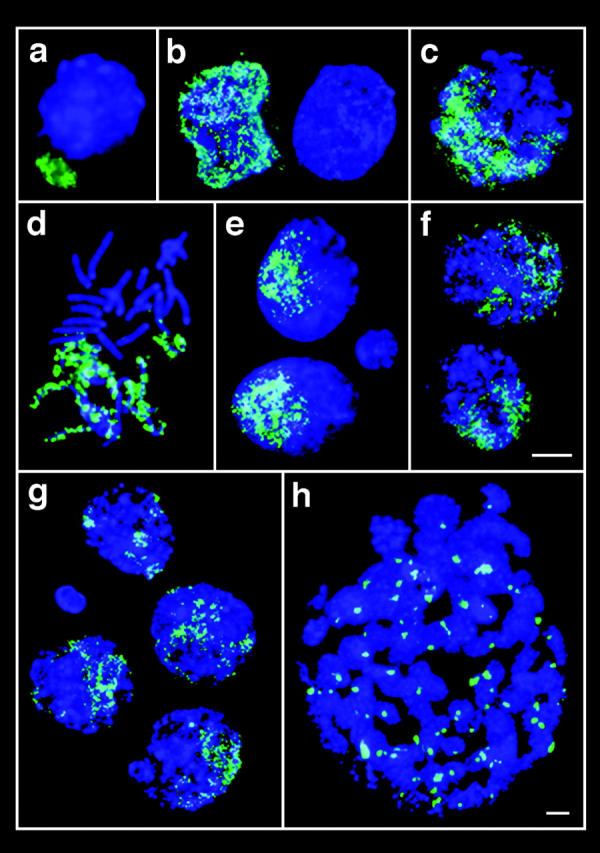 Paternal chromatin mouse embryos.jpg