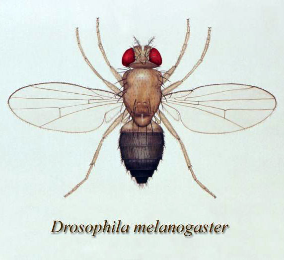 File:Drosophila melanogaster 01.jpg