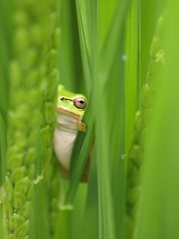 File:Frog species.jpg