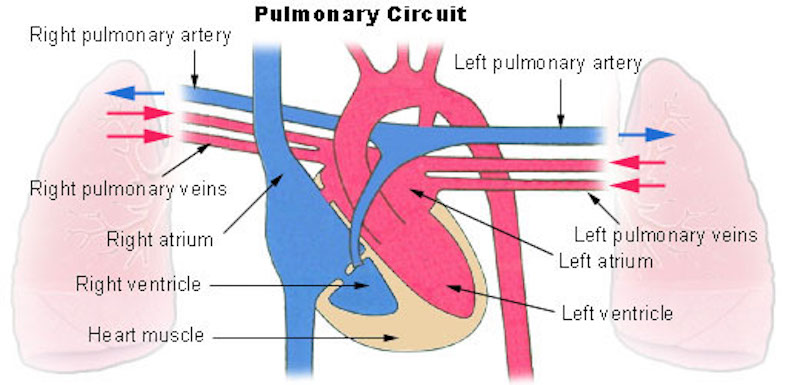 File:Pulmonary circulation cartoon.jpg