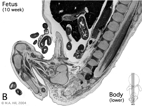 File:Human- fetal week 10 lower body B.jpg