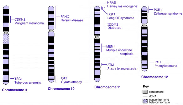 File:Human genetics chromosomes 9-12.jpg
