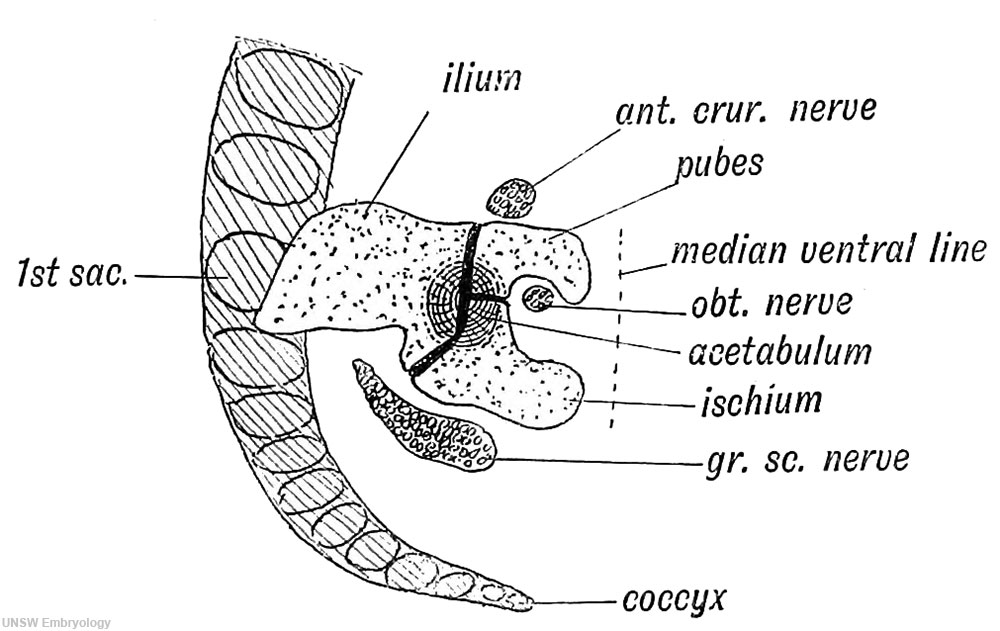 Fig. 243. The Pelvic Girdle of a Human Foetus at the 5th week. (After Kollmann )