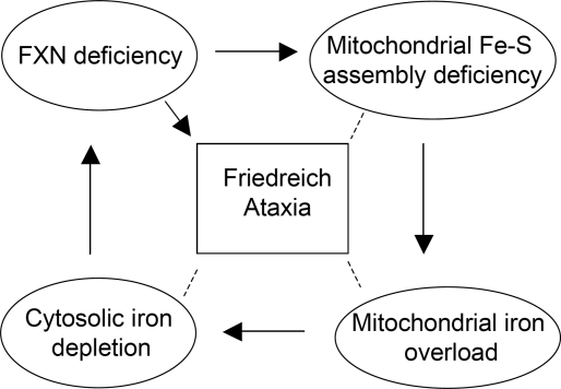 File:Role of FXN Gene in Friedriech Ataxia.jpg