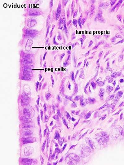 File:Uterine tube histology 03.jpg - Embryology