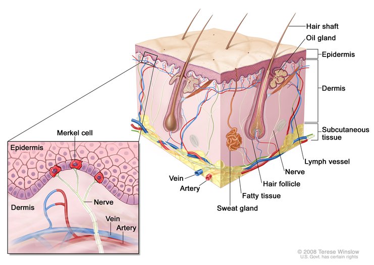File:Anatomy of the skin.jpg