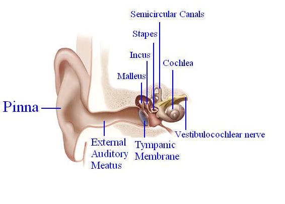 File:Anatomy of the Ear.JPG